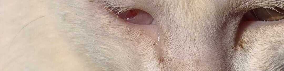 foto-gato-enfermo-sin-veterinario-elche