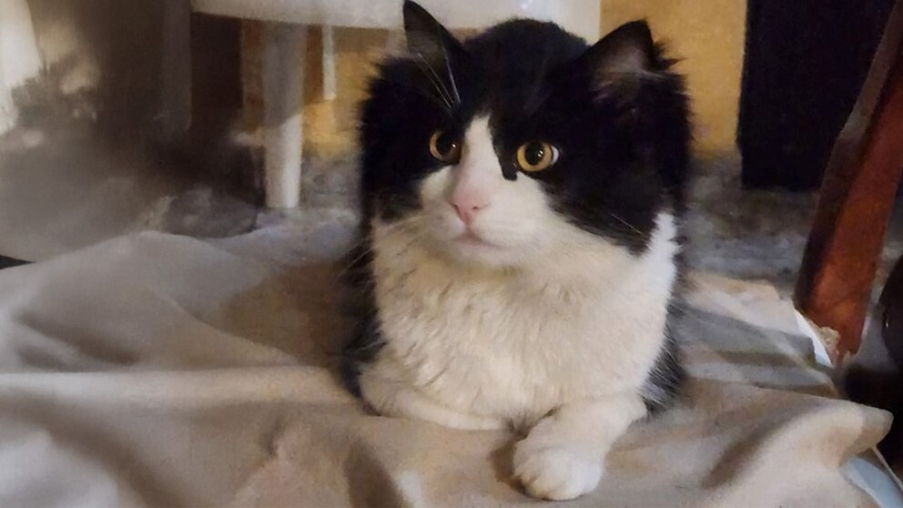 gato-felix-cura-paralisis-facial