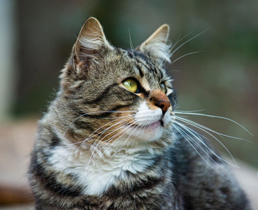 Charming close-up of a tabby cat with striking green eyes and detailed fur pattern, gazing into the distance.