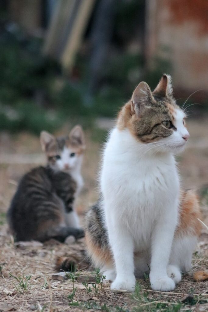 A calico cat and kitten sit outdoors, capturing a serene natural moment.