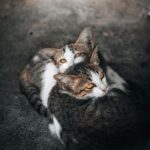 Two cats cuddle closely, with vivid eyes, conveying warmth and companionship. Indoors setting.