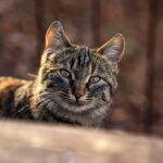 A close-up portrait of a tabby cat with a blurred natural background.