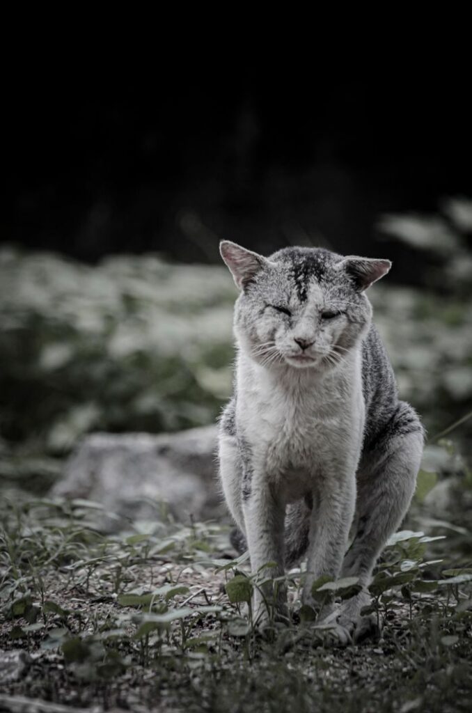 A grayscale image of a wild tabby cat in a natural outdoor setting, striking a moody pose.